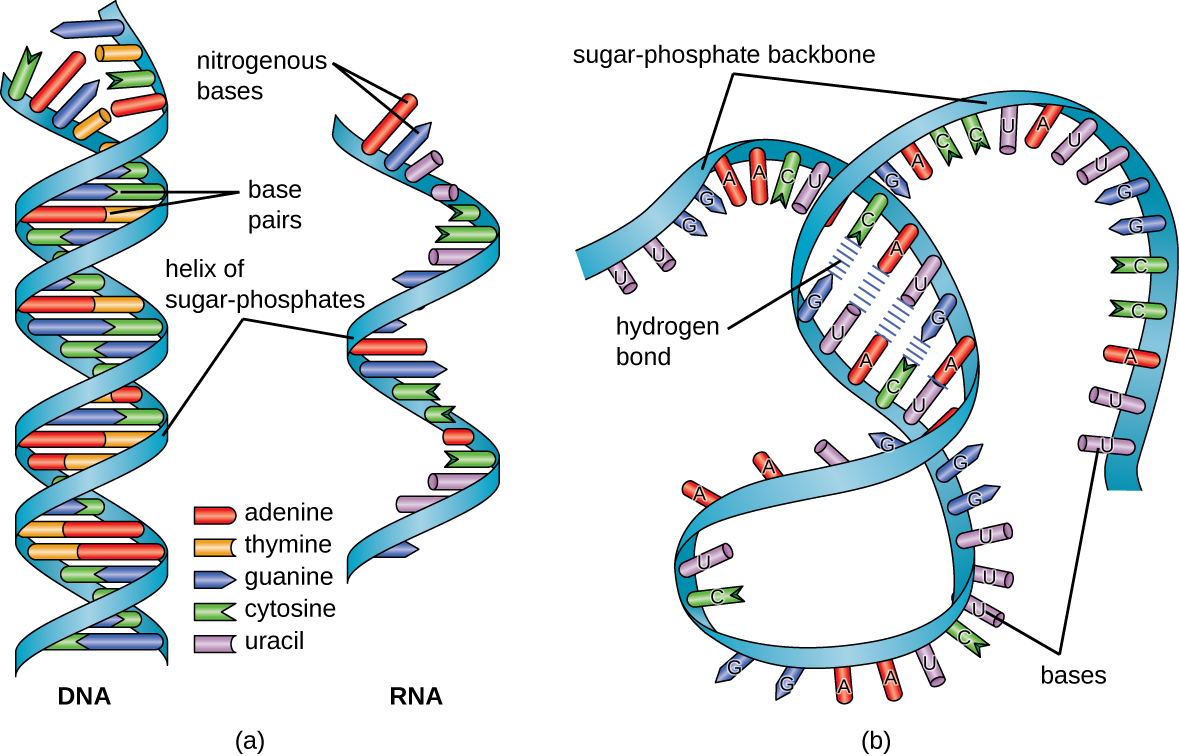 Graphic showing the structure of DNA compared to RNA.
