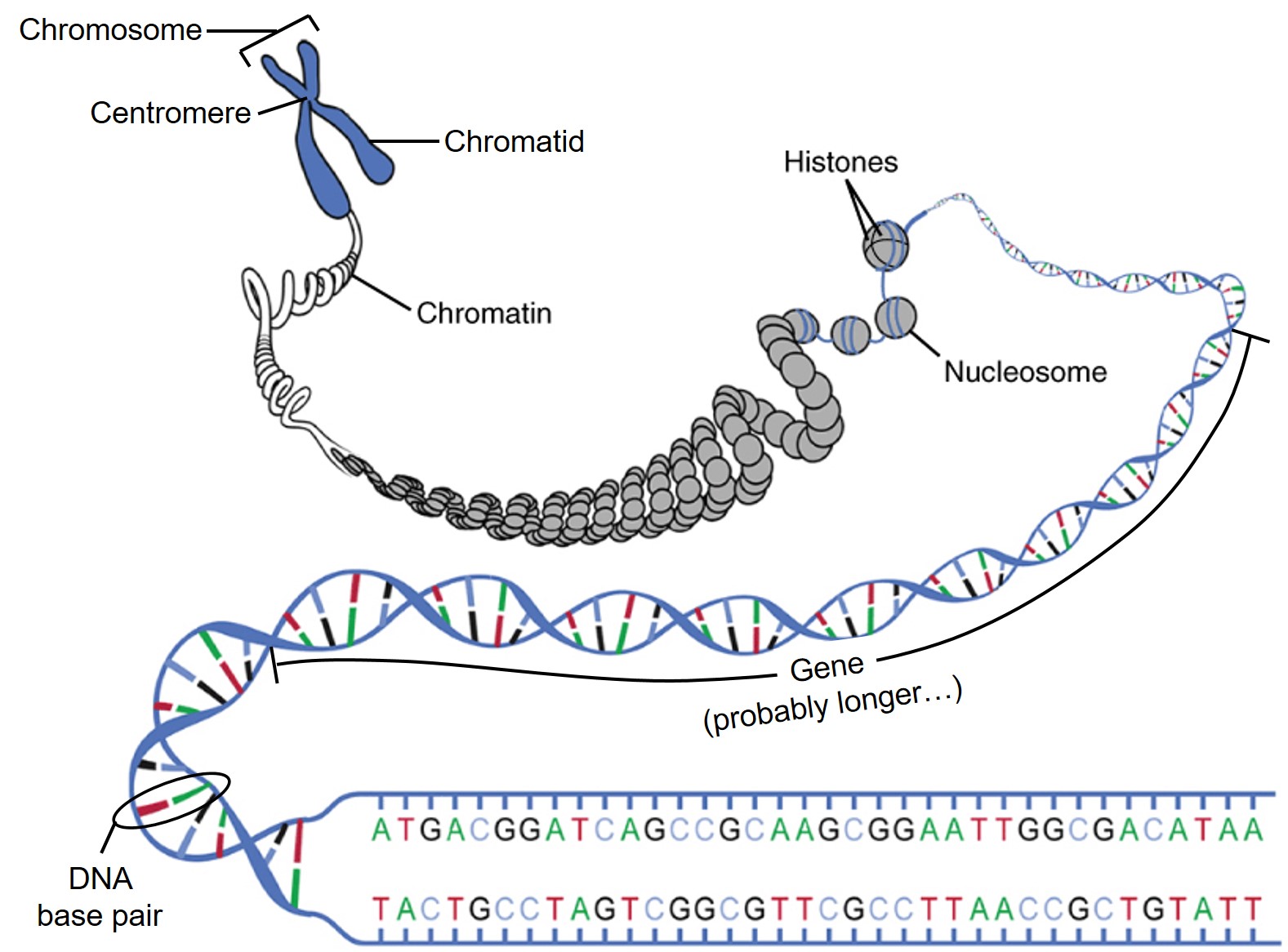 Graphic showing how DNA is packed into chromosomes.