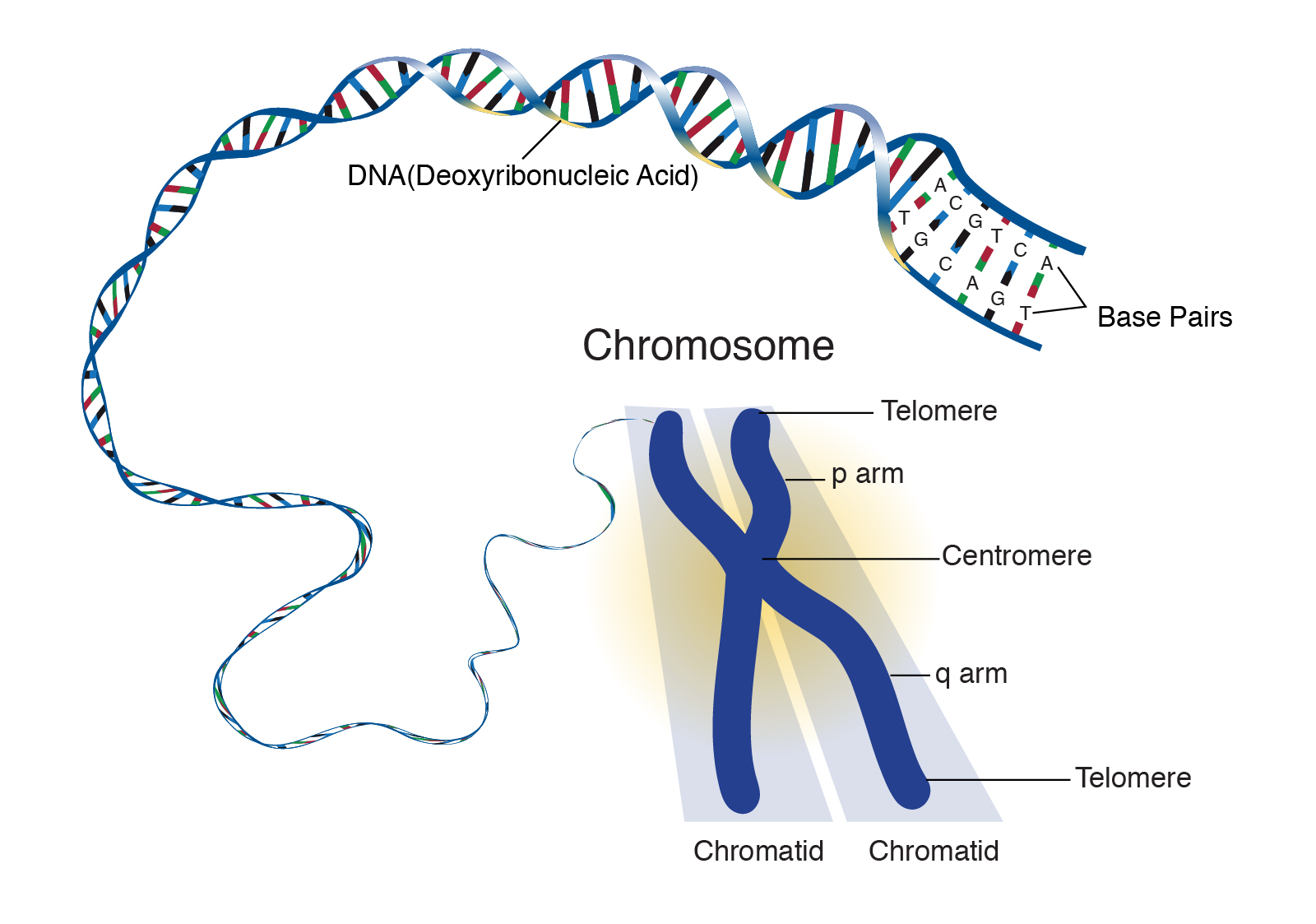 Graphic showing the structure of a chromosome.