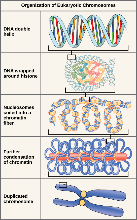 Graphic showing the organization of eukaryotic chromosomes.