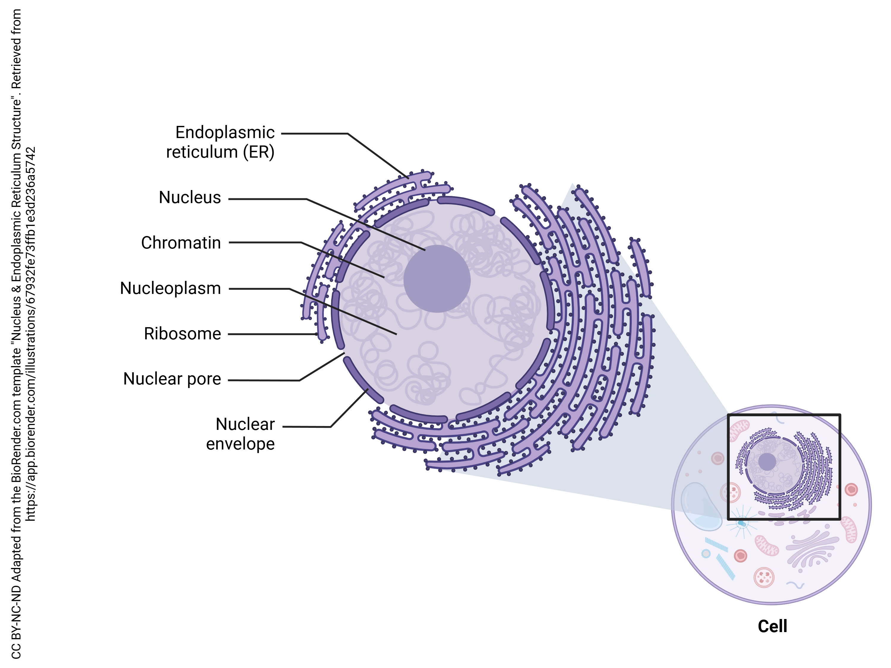 Diagram of the eukaryotic cell nucleus and the endoplasmic reticulum.