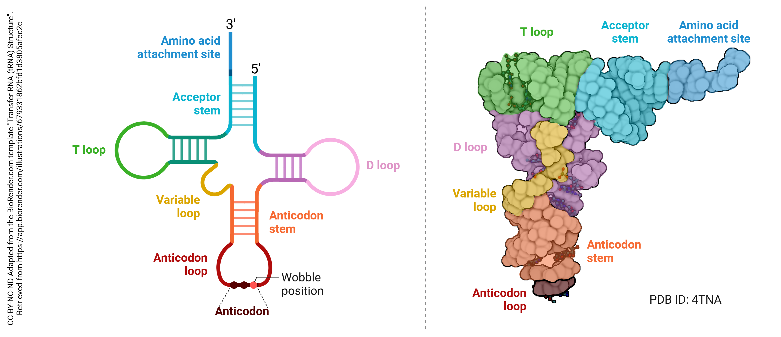 Graphic showing the shape of tRNA.