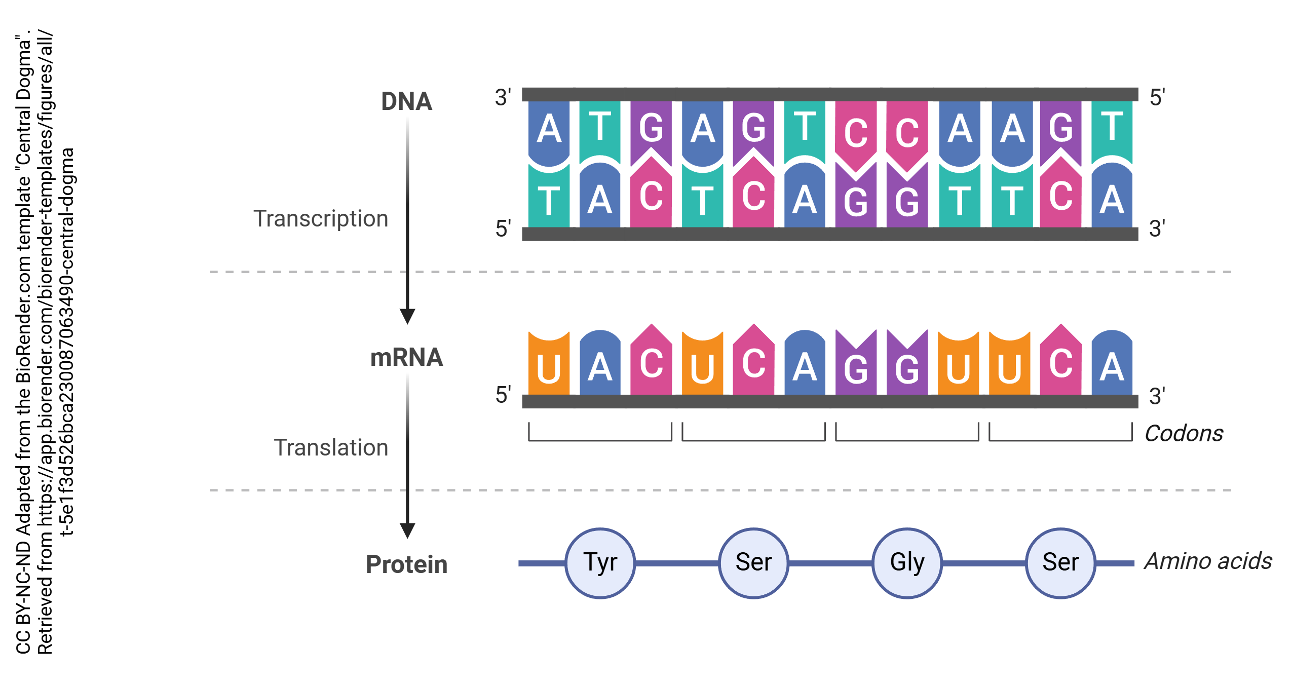 Graphic showing the Central Dogma, which states DNA makes RNA makes protein.