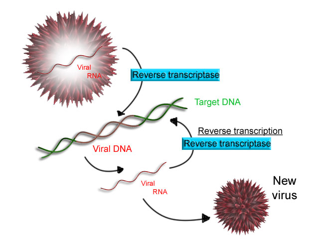 Graphic showing viral RNA using reverse transcriptase to create a virus by turning RNA into DNA.