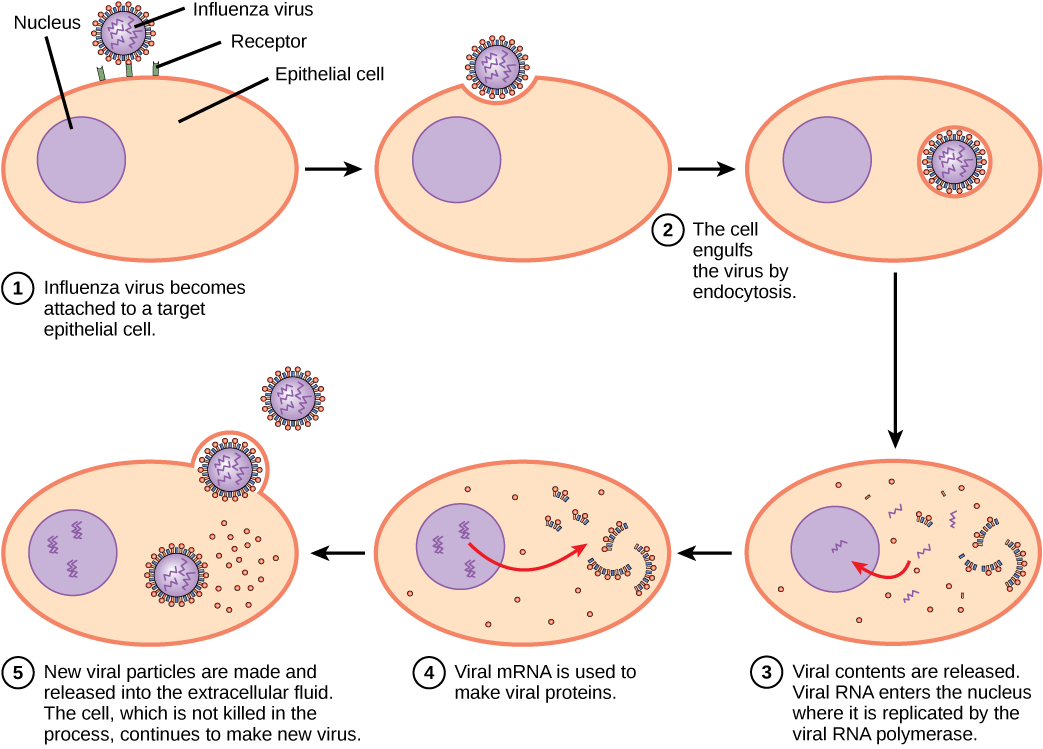 Graphic showing the influenza virus using reverse transcriptase to create new viral particles.