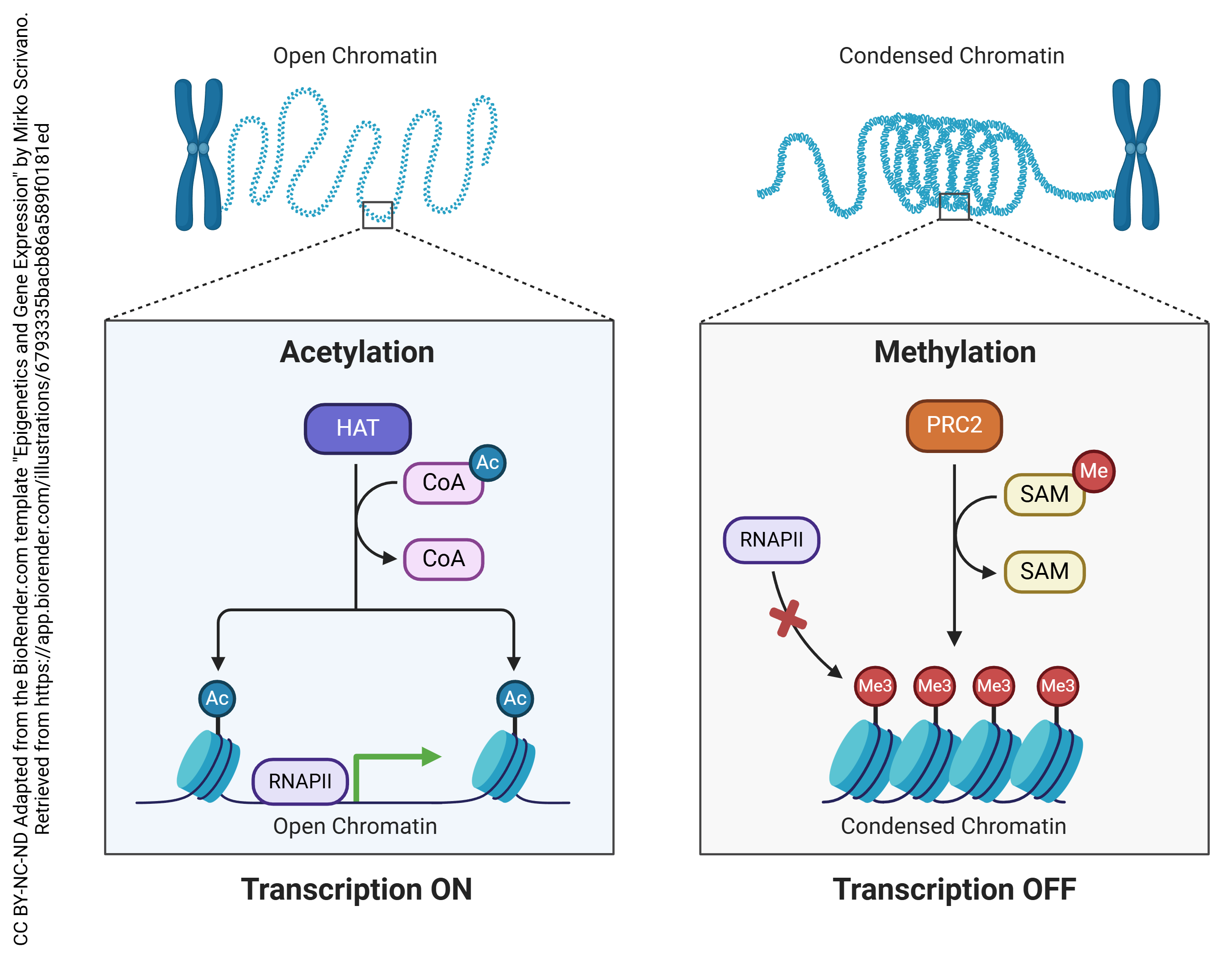 Graphic showing transcription turning on and off.