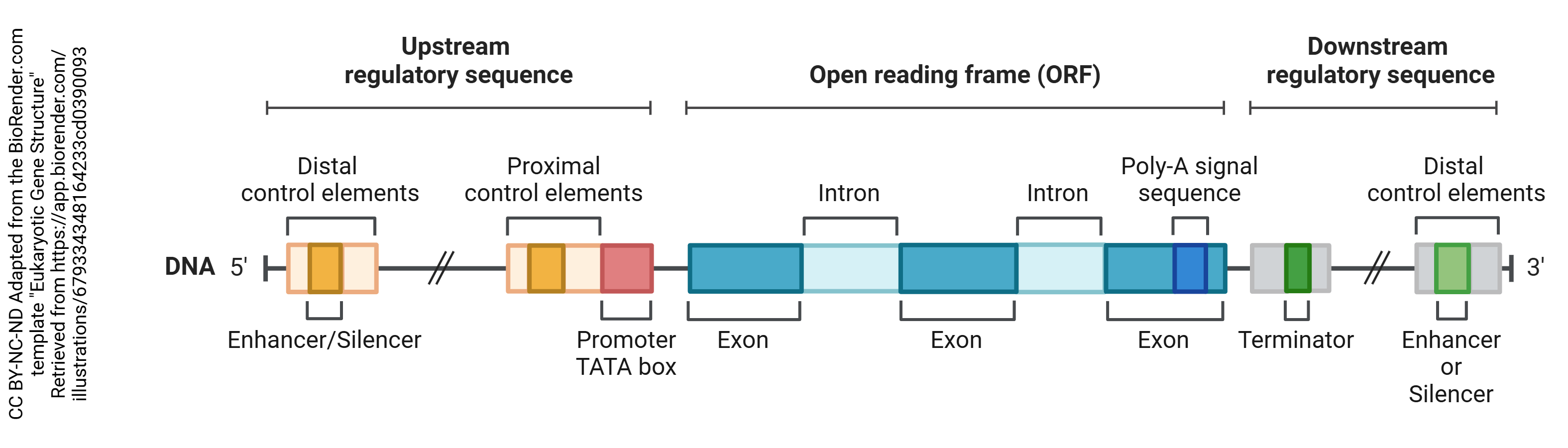 Graphic showing eukaryotic gene structure.