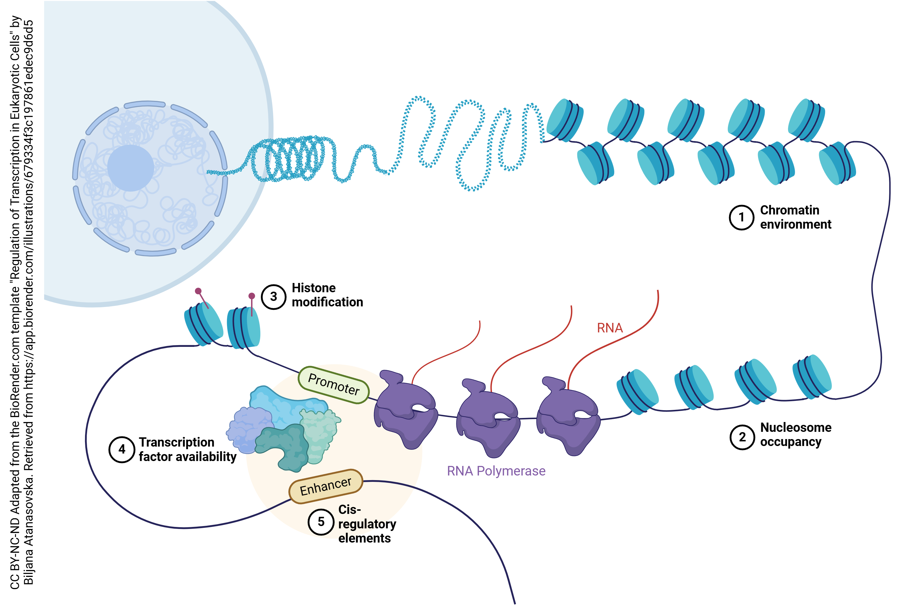 Graphic showing regulation of transcription in eukaryotic cells.