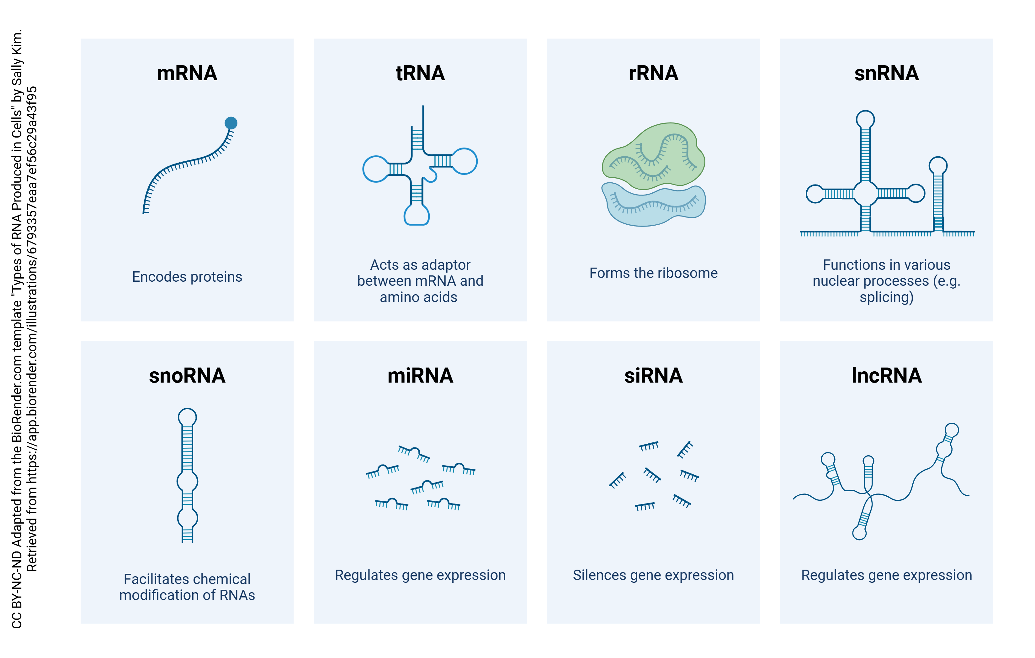 Graphic showing the different types of RNA, such as mRNA, tRNA, rRNA, snRNA, snoRNA, miRNA, siRNA, and IncRNA.