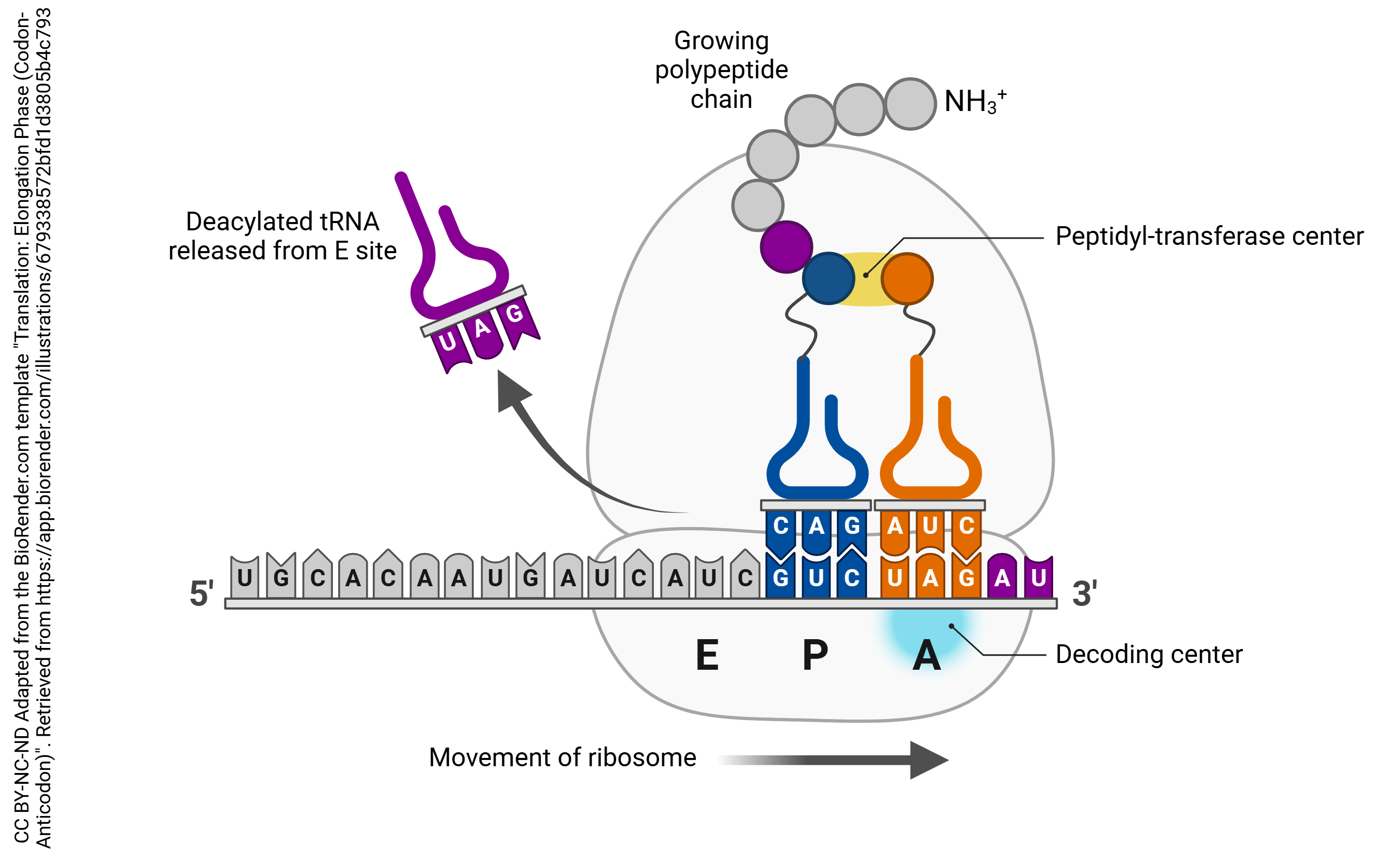Graphic showing the elongation phase of translation