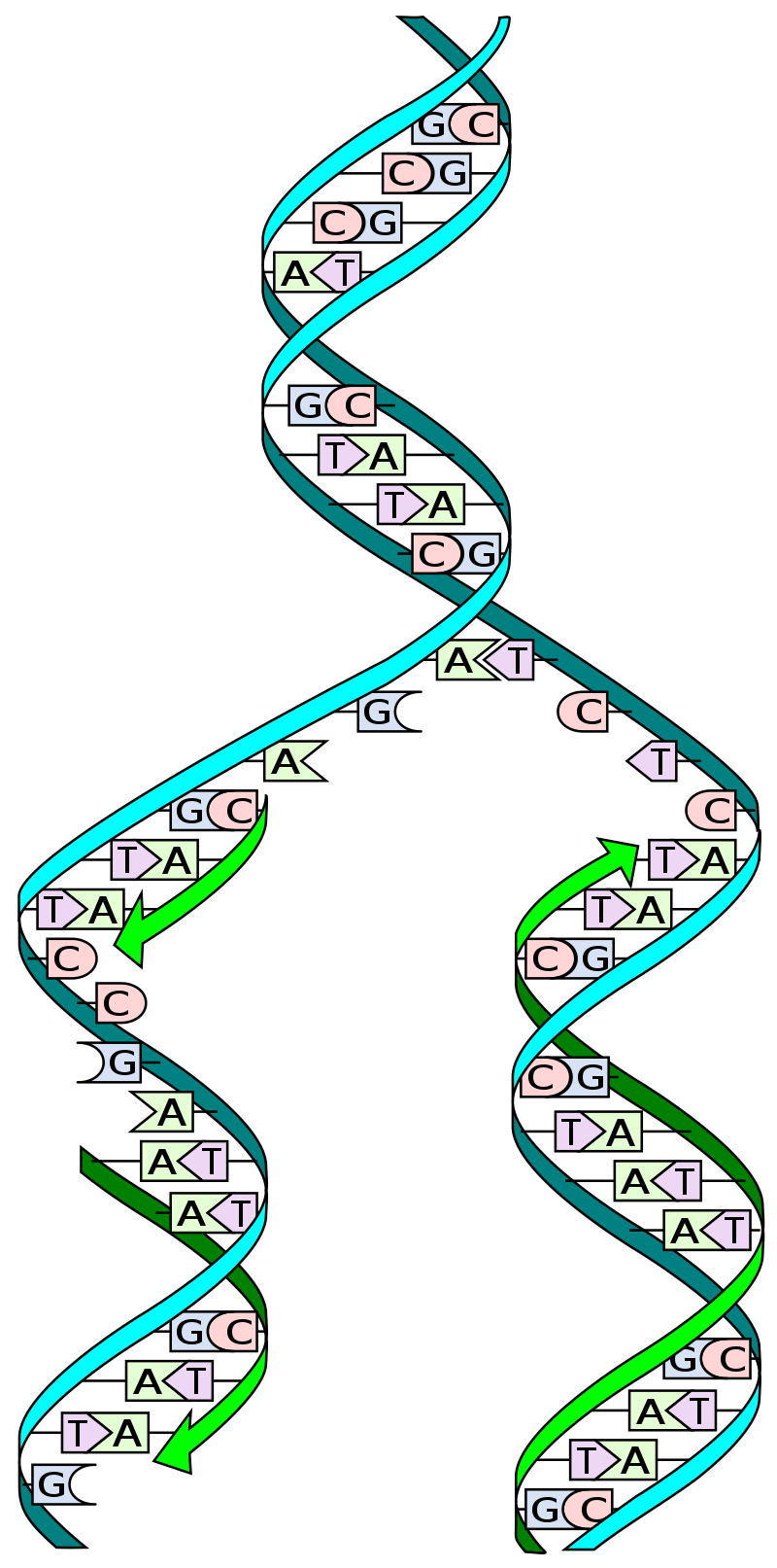 Graphic showing DNA replication.
