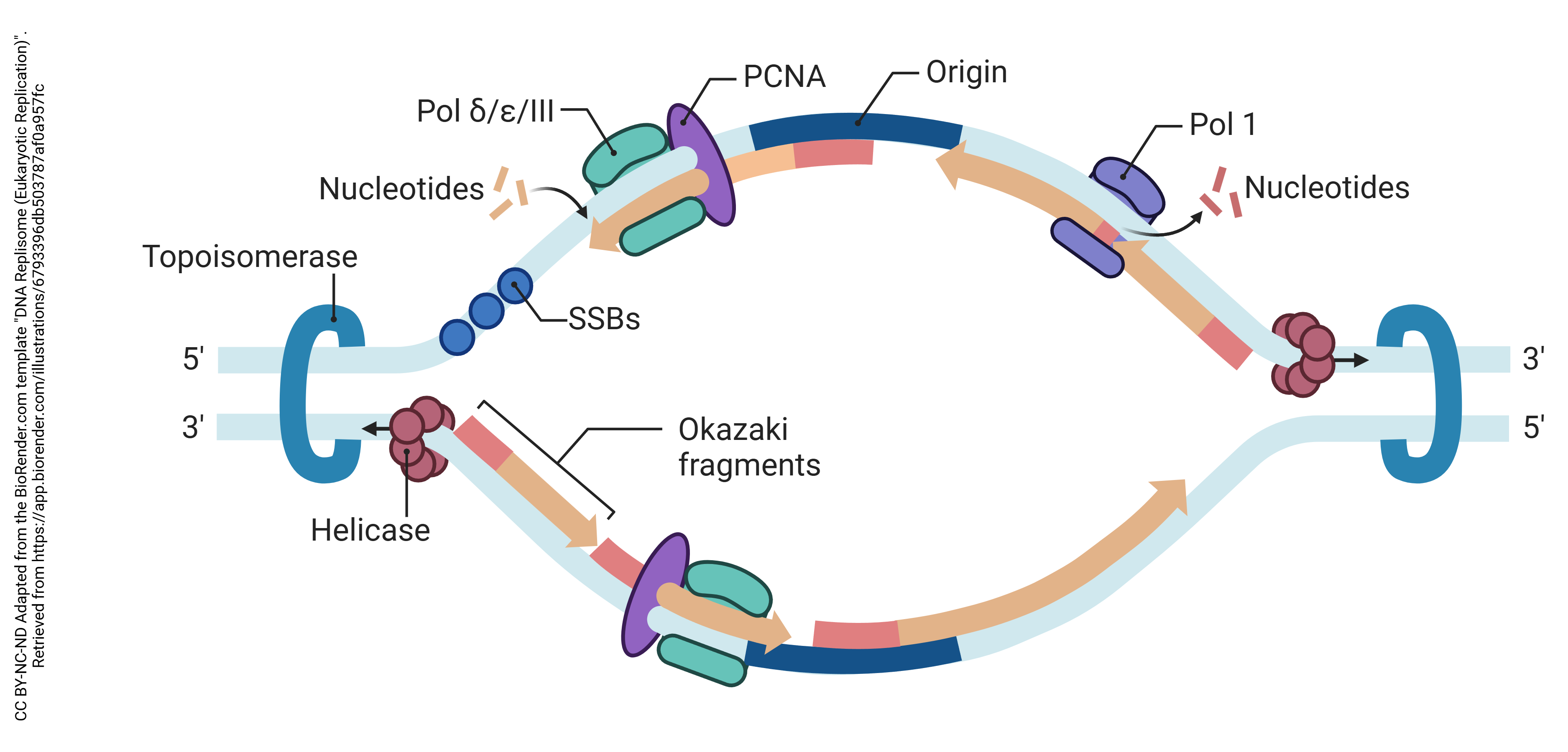 Graphic showing DNA replication in a eukaryotic cell.