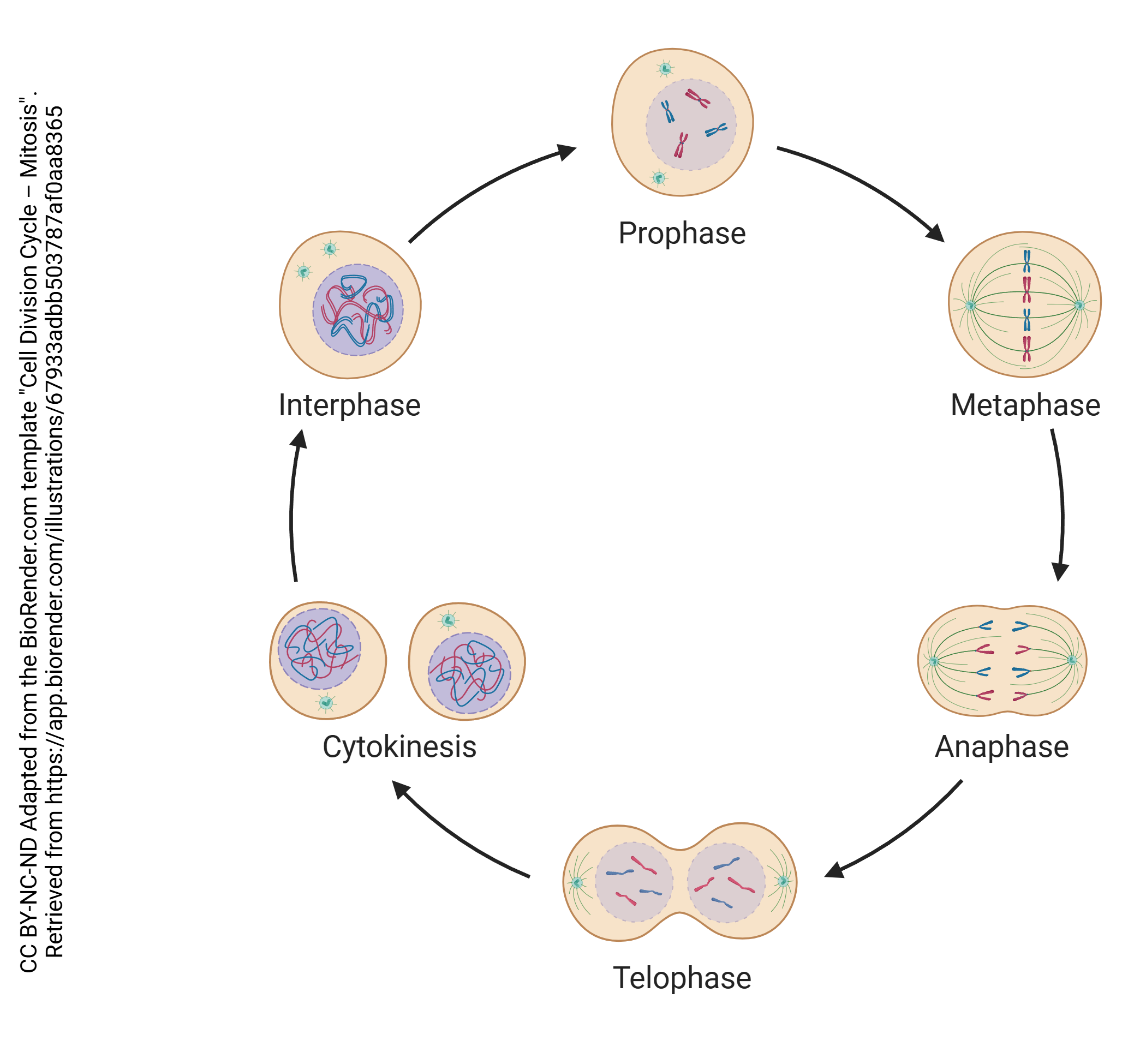 Graphic showing the cycle of cell division.