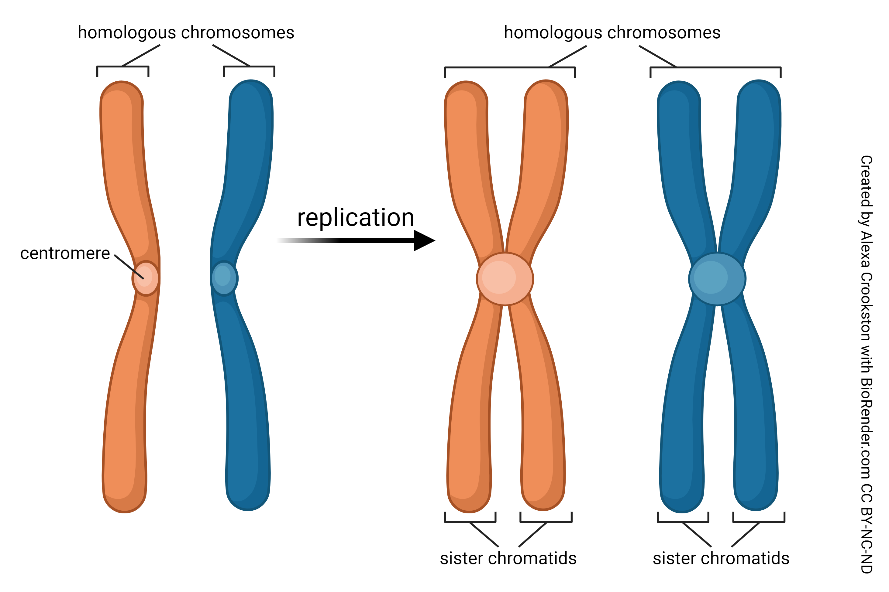 Graphic showing replication of chromosomes.