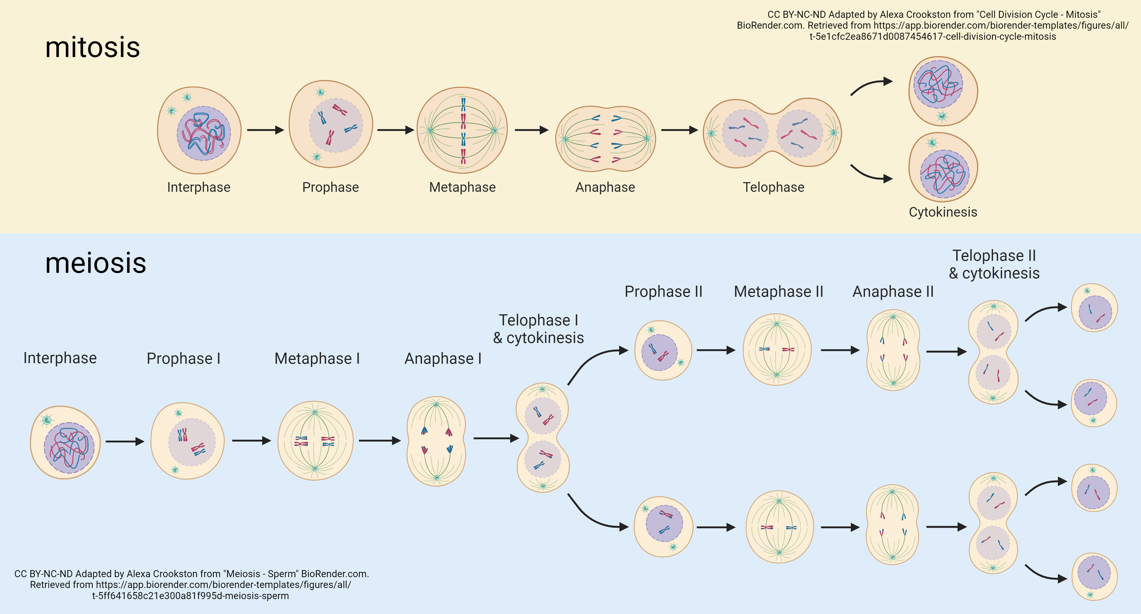 Graphic showing mitosis and meiosis. 