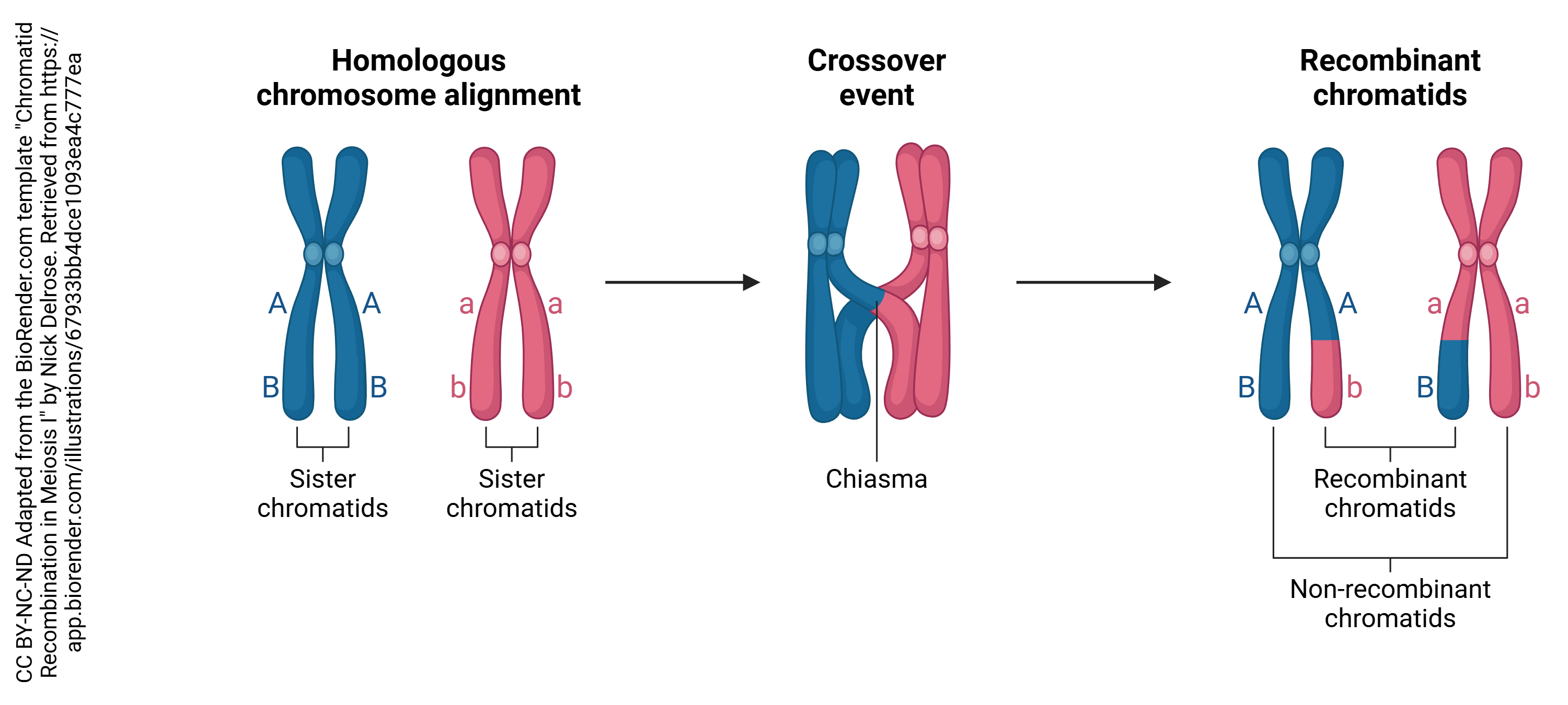 Graphic showing chromatid recombination in meiosis one. 