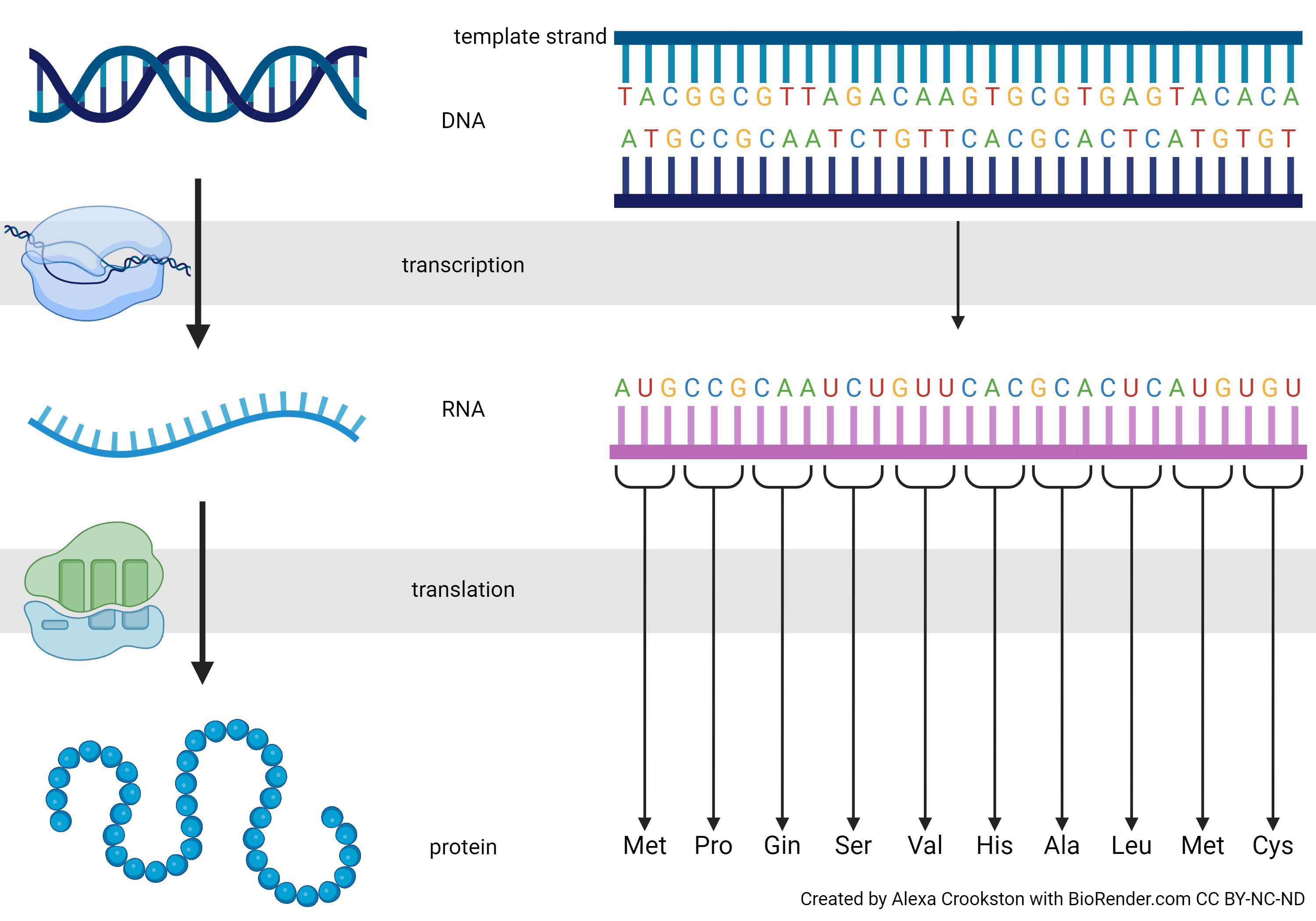 Graphic showing DNA going through transcriptions to make RNA. Then RNA goes through translation to become a protein.