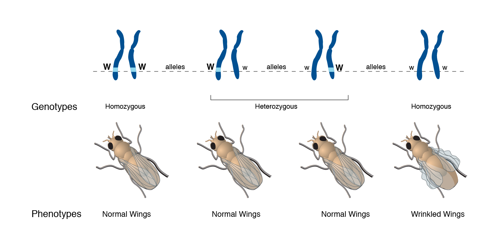 Graphic showing fly phenotypes.