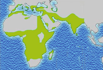 Graphic of a map showing malaria distribution. 
