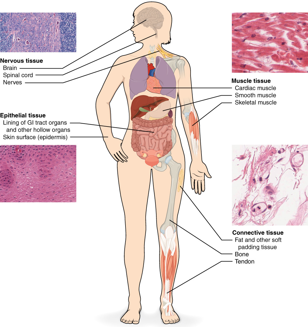 Diagram of the four different tissues types, subcategories, and where they are found