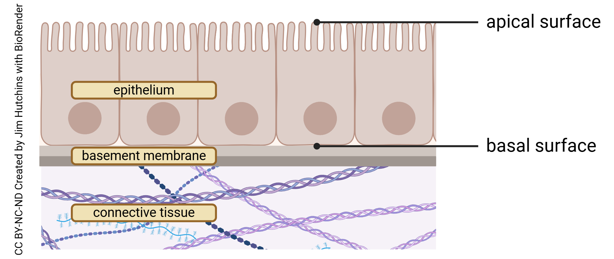 Diagram of epithelium with apical and basal surfaces