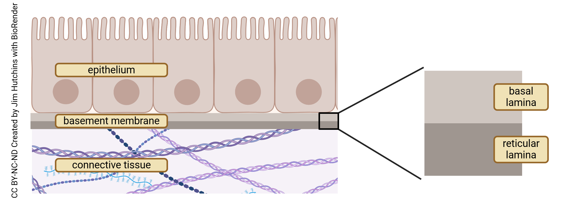 Diagram of basement membrane including basal lamina and reticular lamina