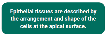 Textbox of epithelia description