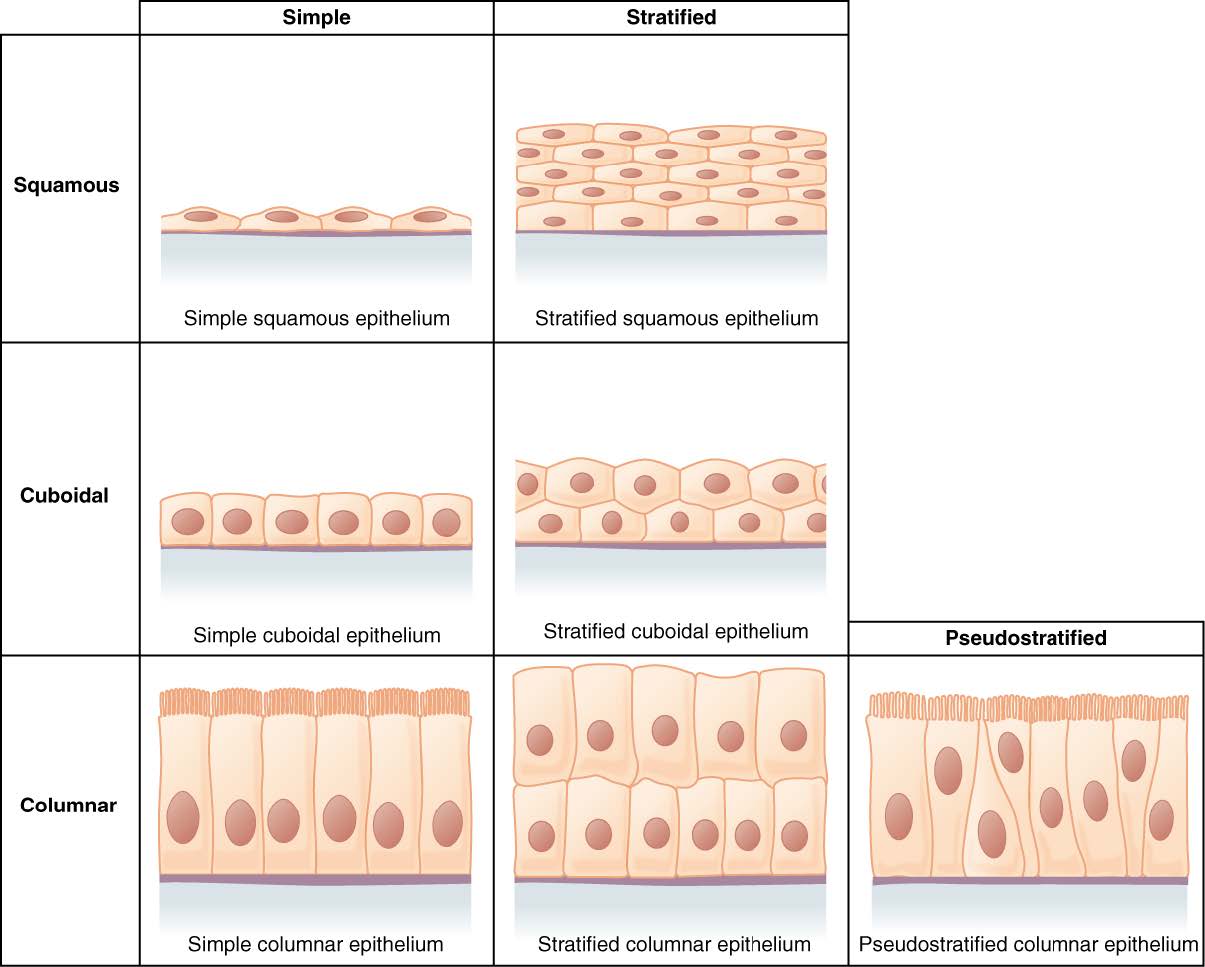 Chart of epithelia shapes and arrangements