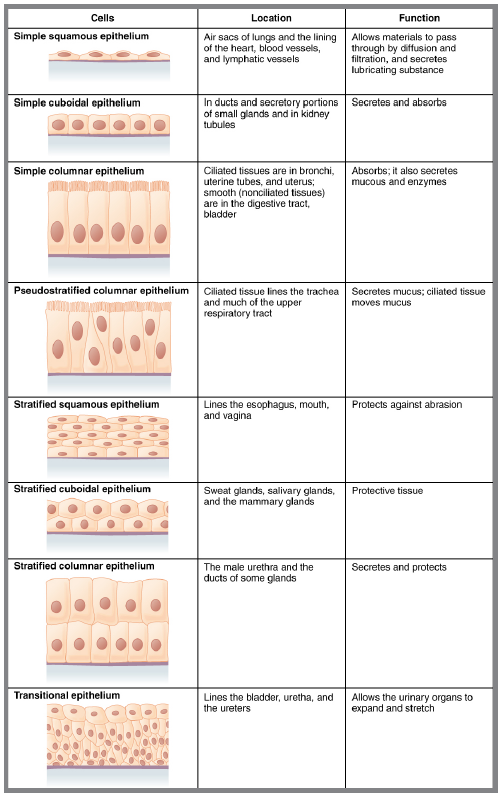 Chart of 8 different types of epithelia