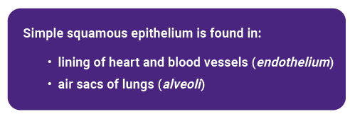 Textbox of simple squamous shape and arrangement