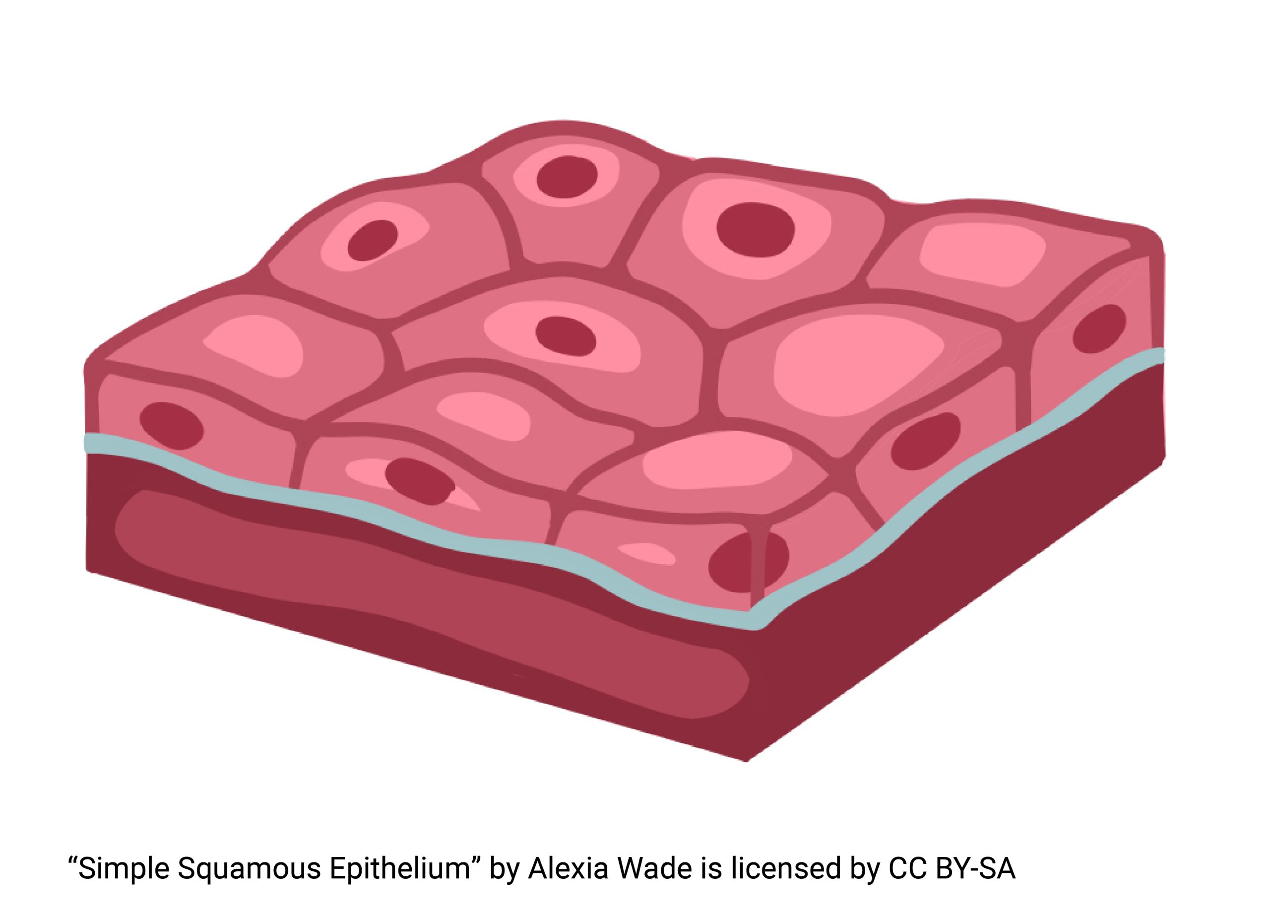 Diagram of simple cuboidal epithelium