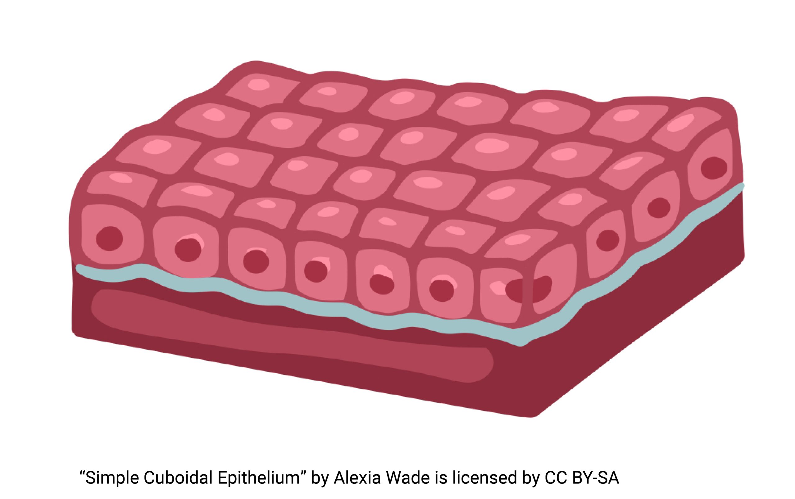 Diagram of simple cuboidal epithelium