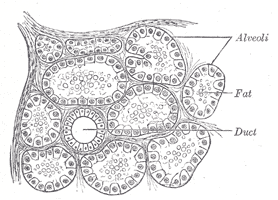 Image of simple cuboidal cells in histology