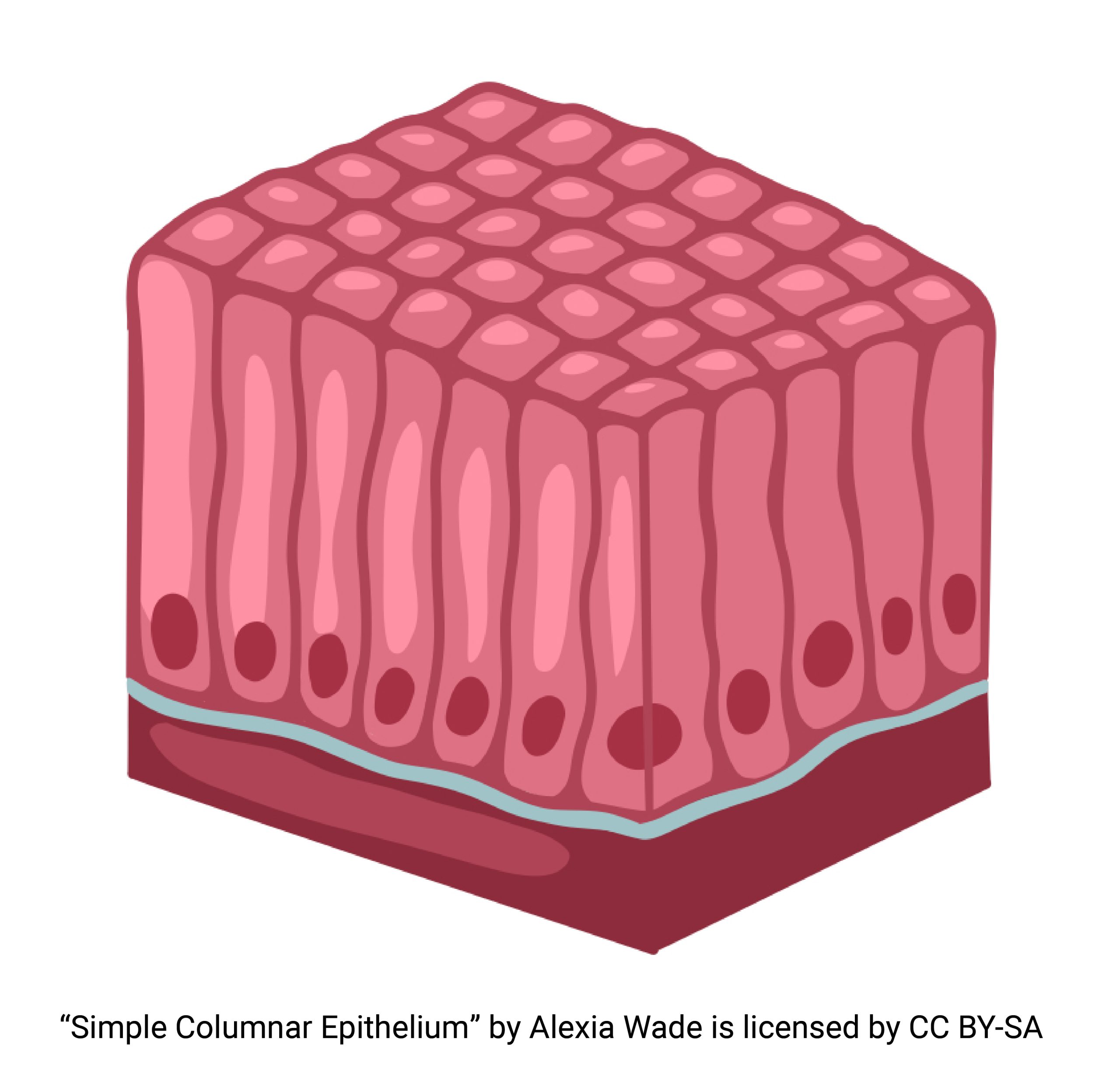 Diagram of simple columnar epithelium