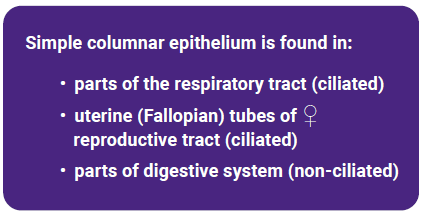 Textbox describing location of simple columnar cells