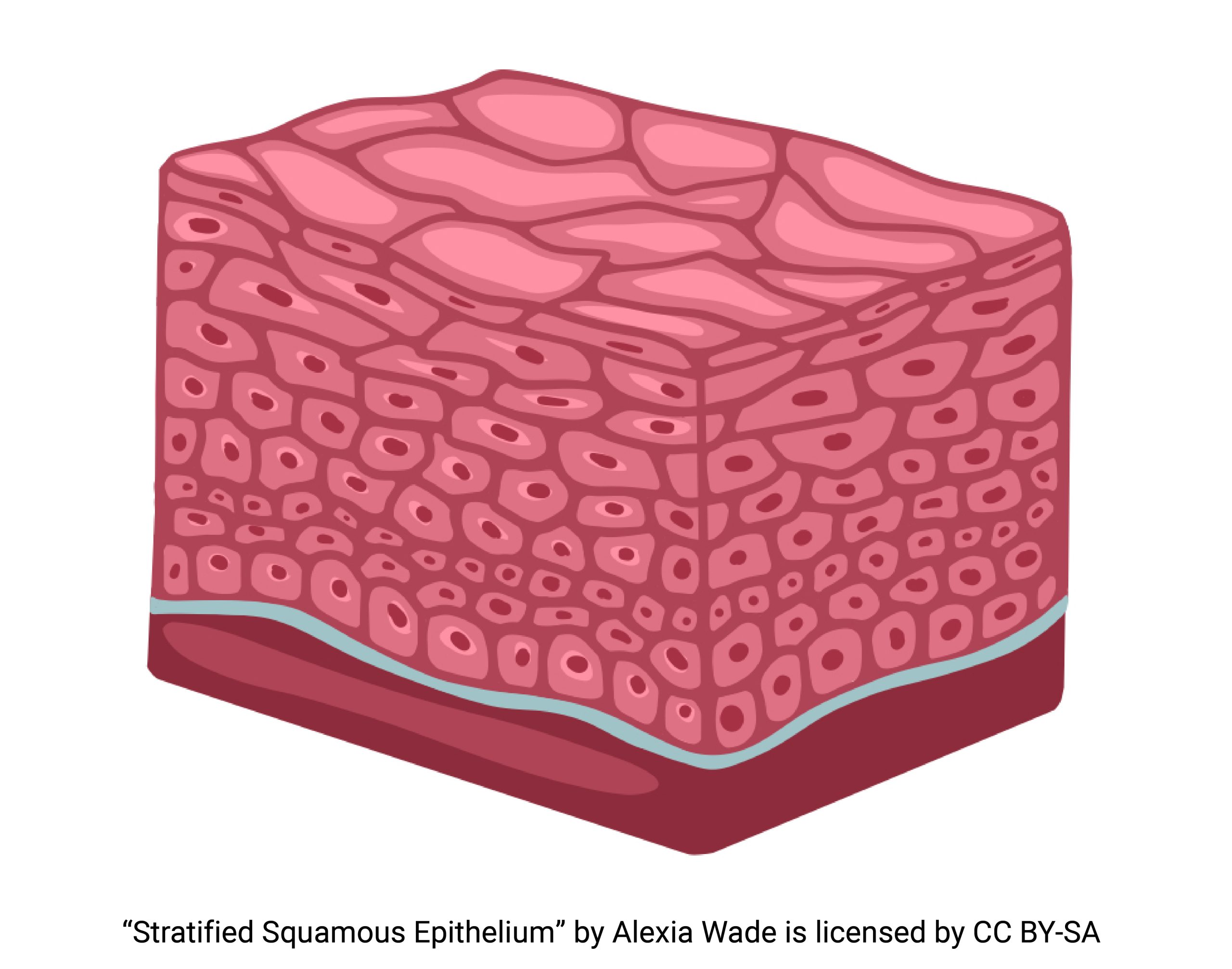 Diagram of stratified squamous epithelium