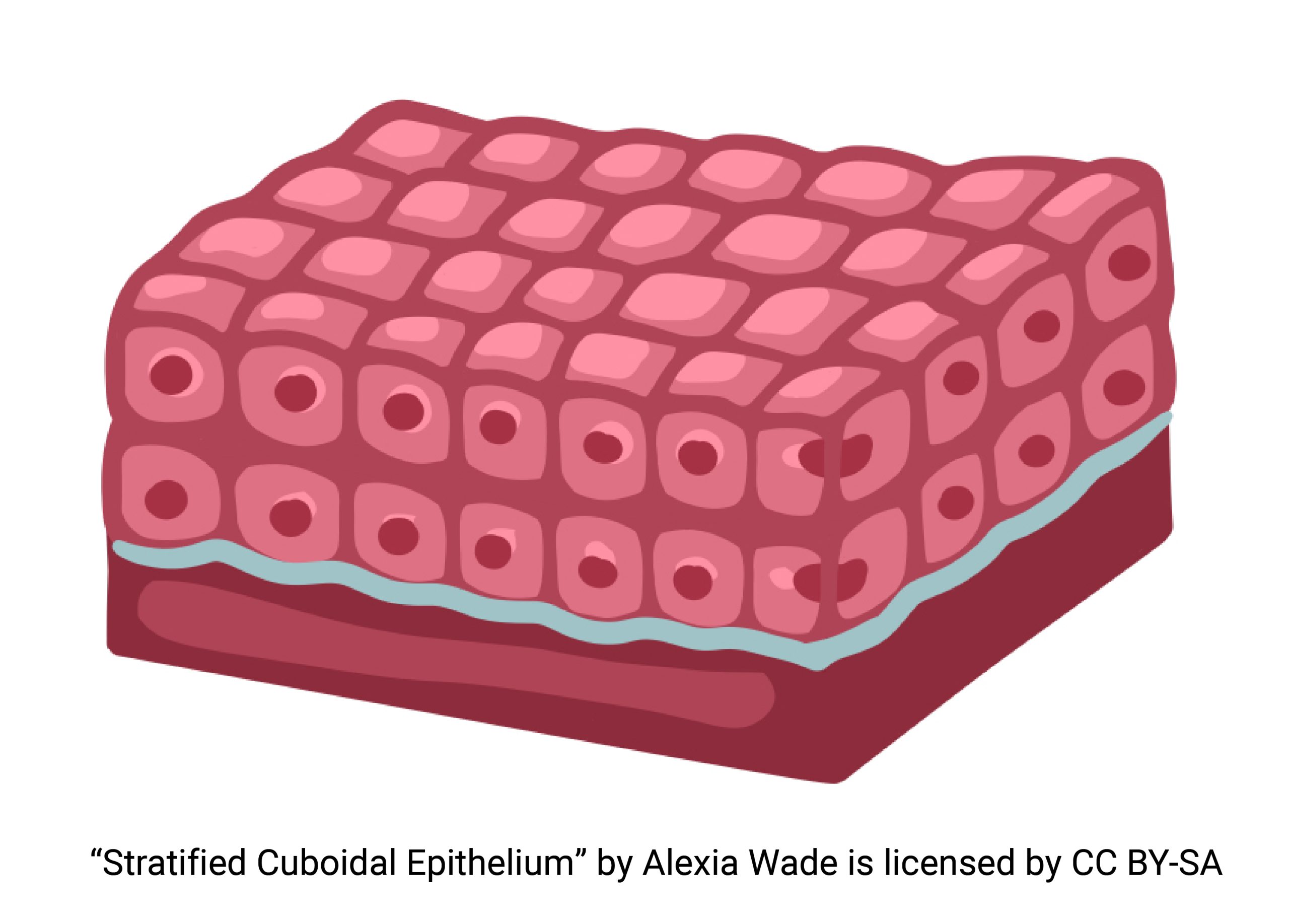 Diagram of stratified cuboidal epithelium
