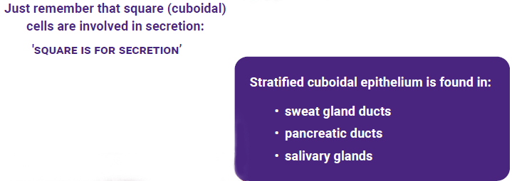 Textbox describing the location of stratified cuboidal cells