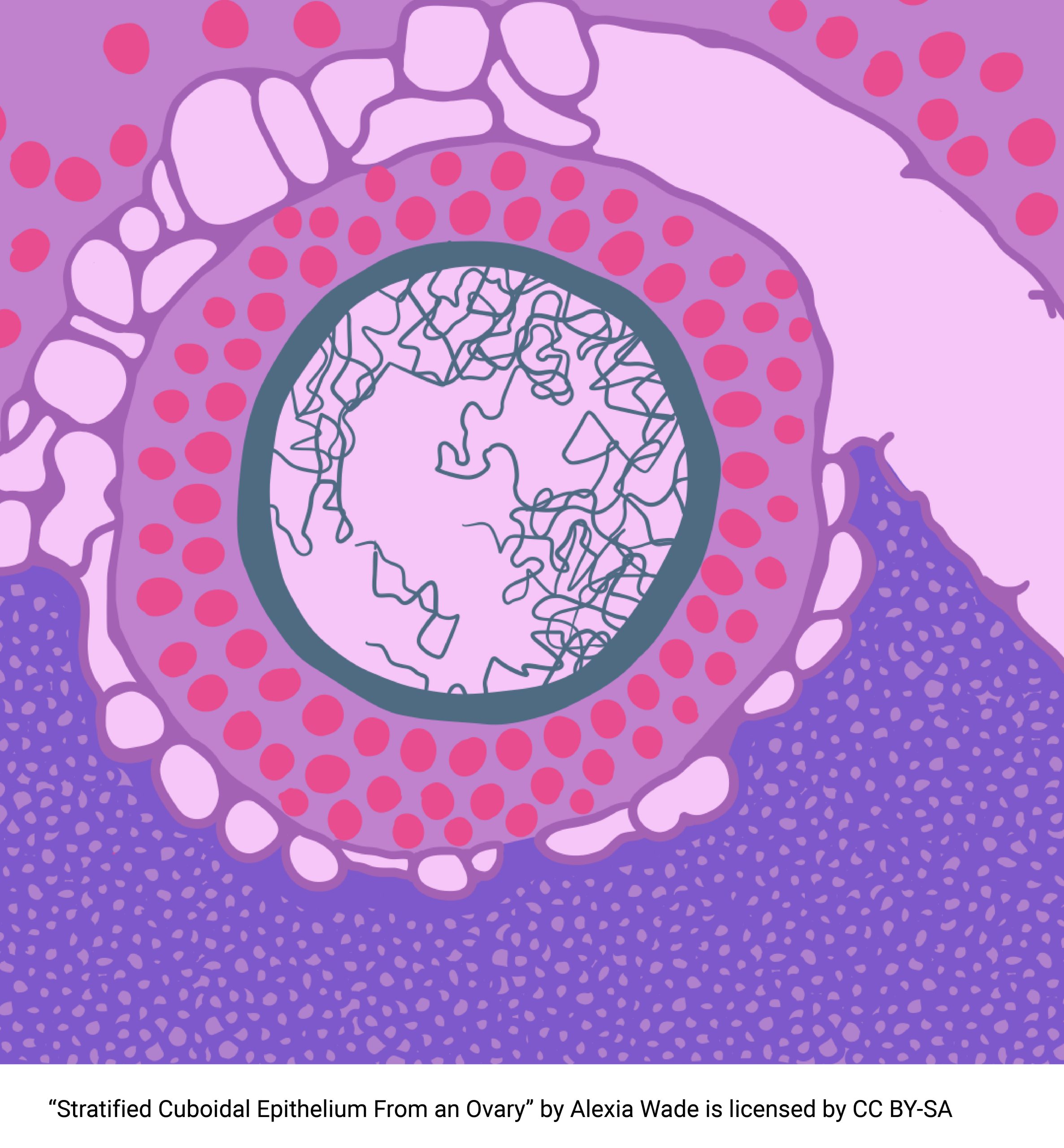 Diagram of stratified cuboidal epithelium fro an ovary