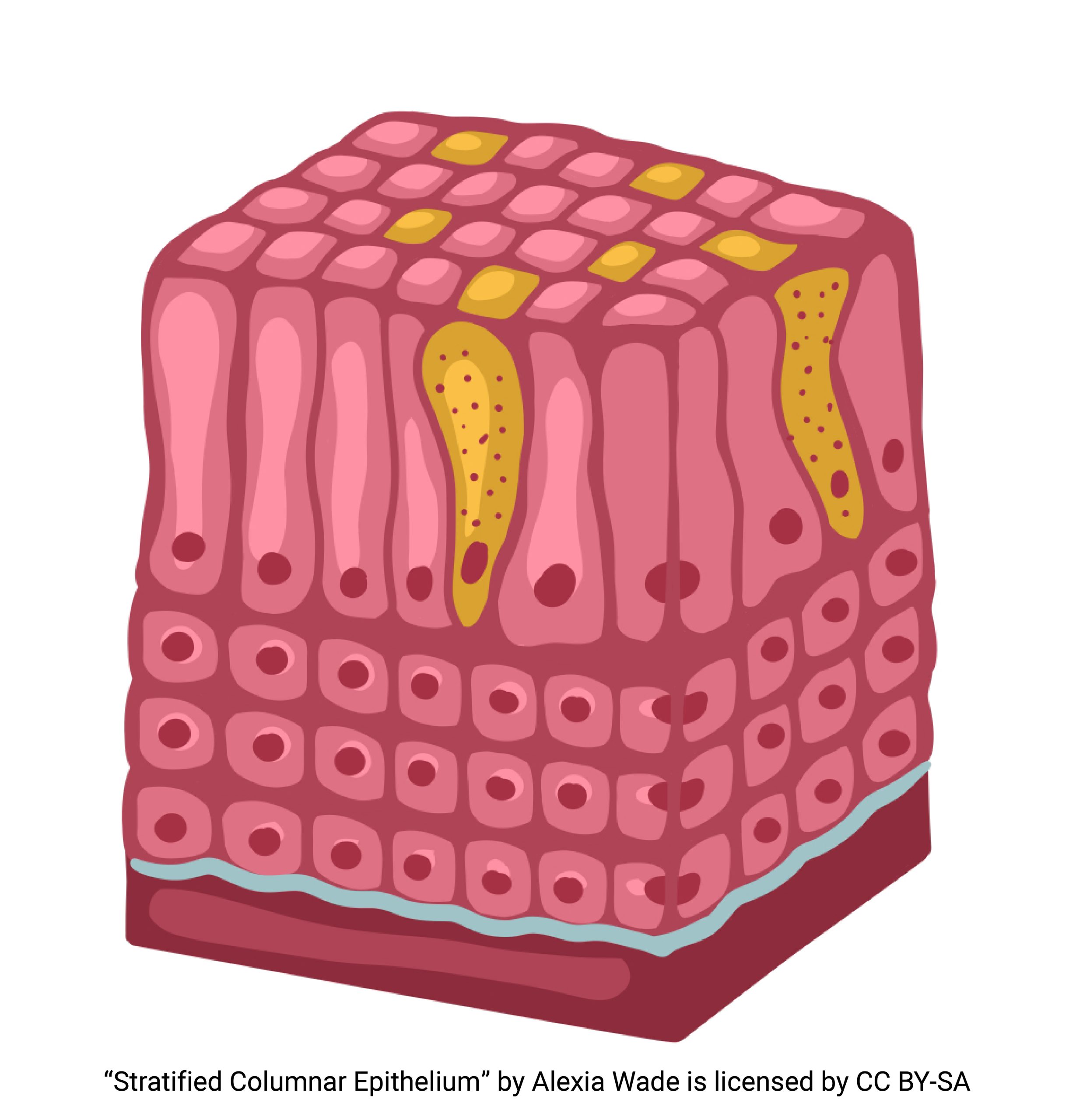 Diagram of stratified columnar epithelium
