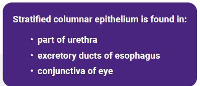 Textbox describing stratified columnar epithelium