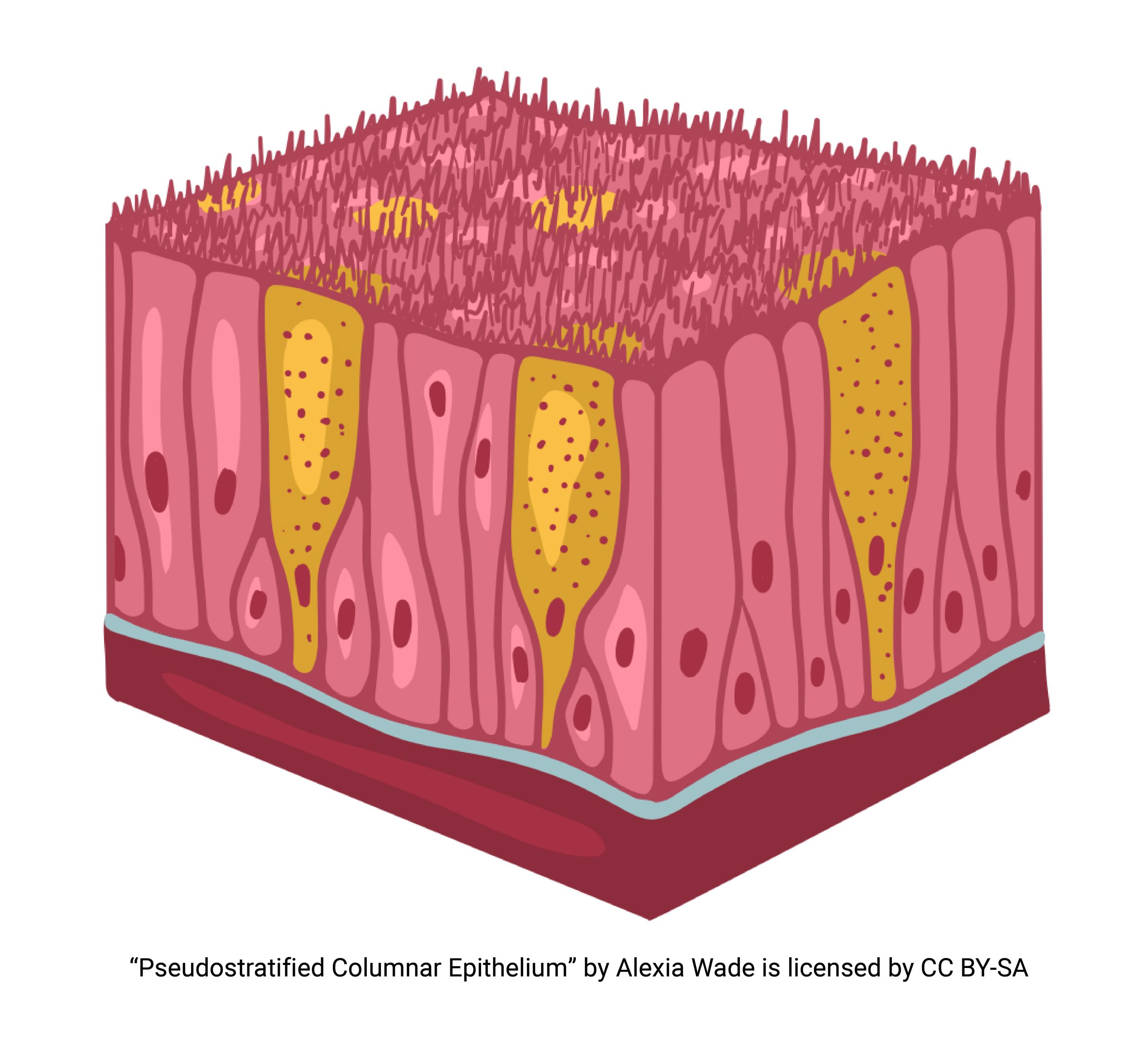 Diagram of pseudostratified columnar epithelium