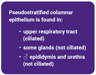 Textbox describing pseudostratified columnar epithelium