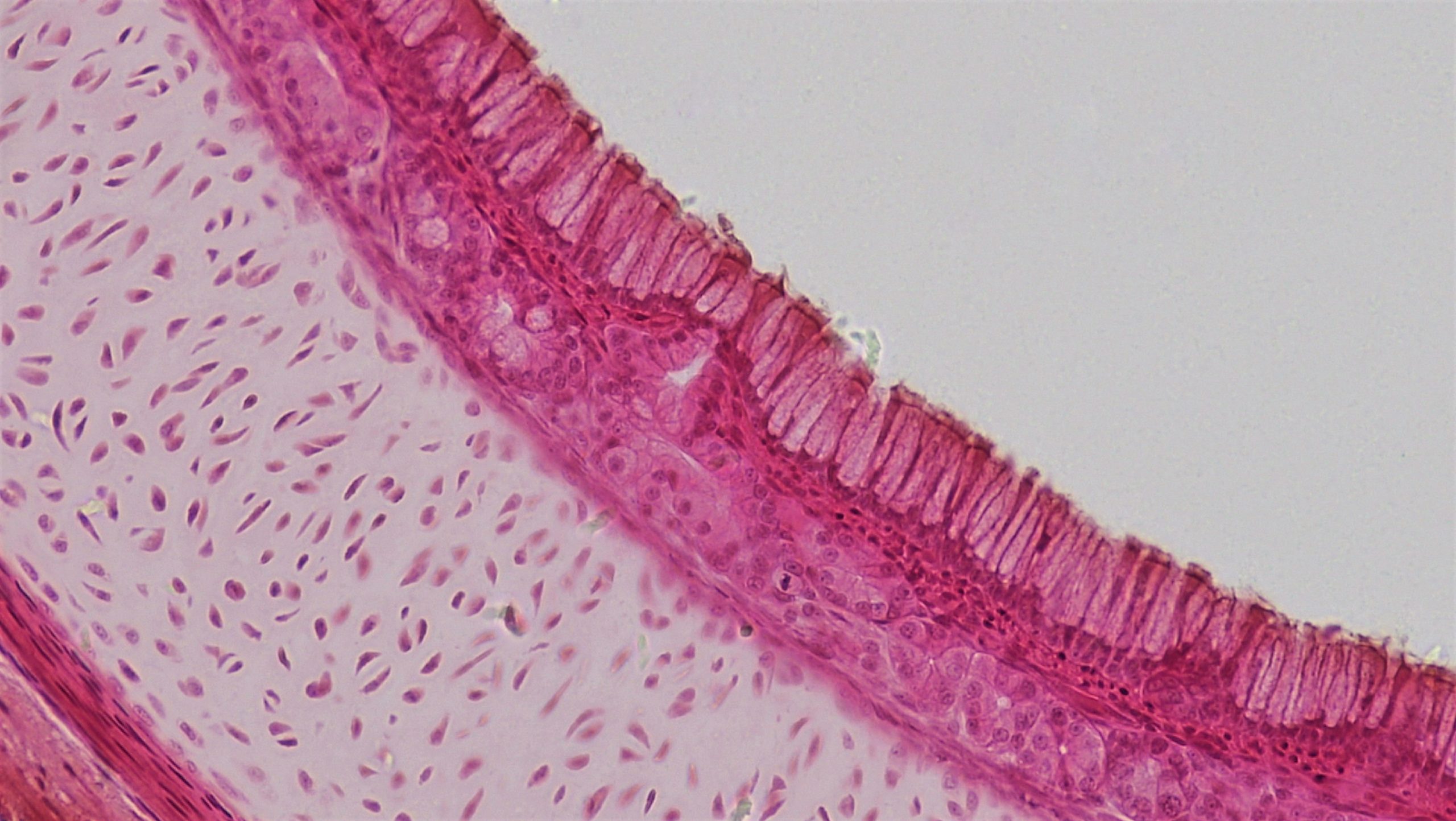 Image of pseudostratified columnar cells