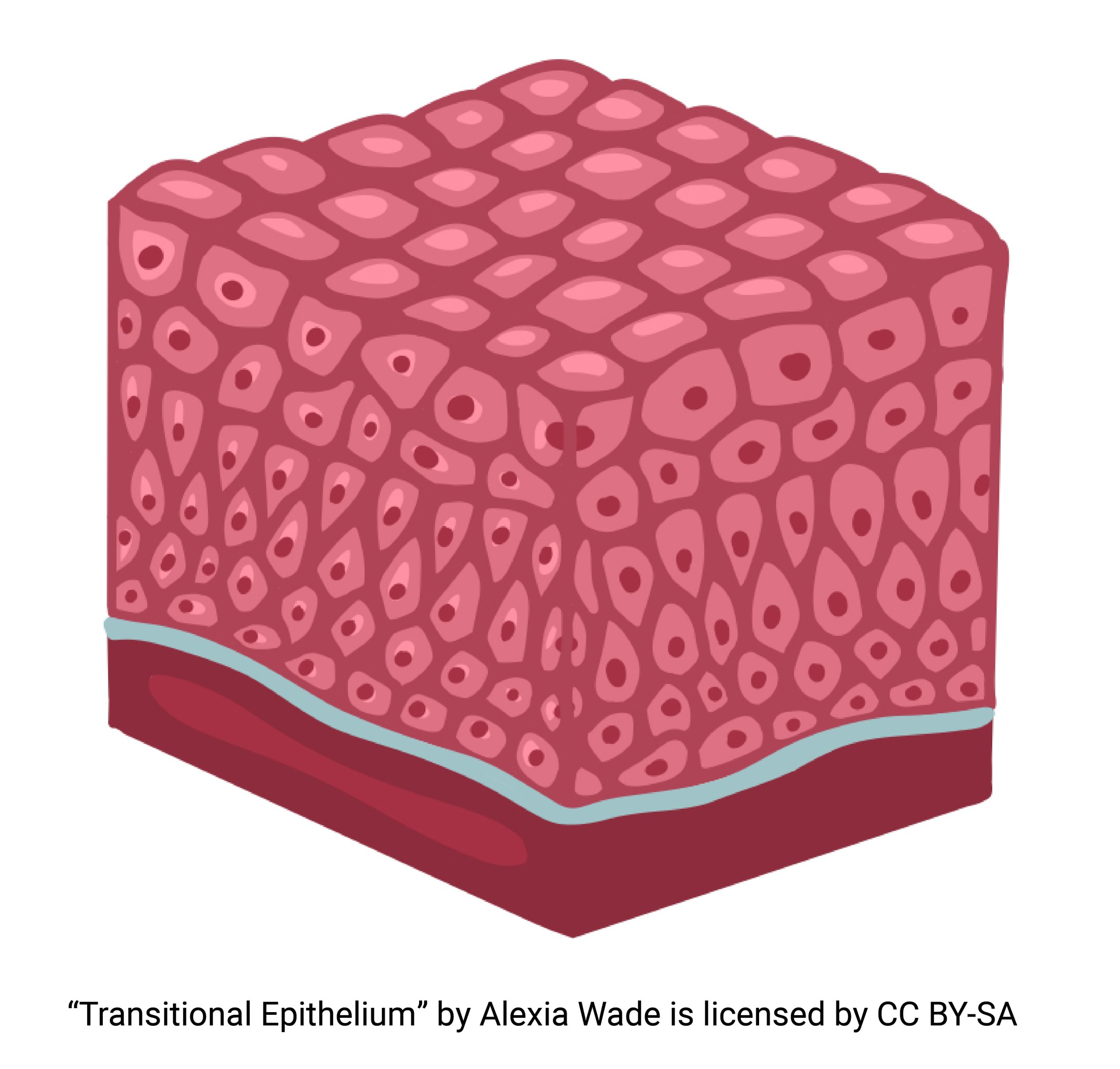 Diagram of transitional epithelium