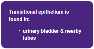 Textbox describing transitional epithelium