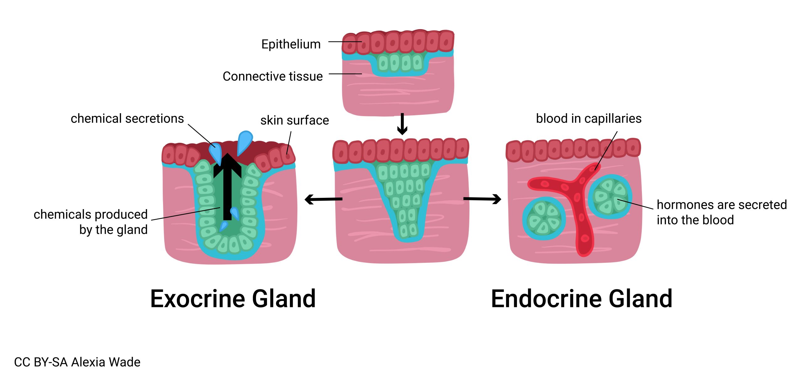 Diagram of exocrine vs endocrine glands