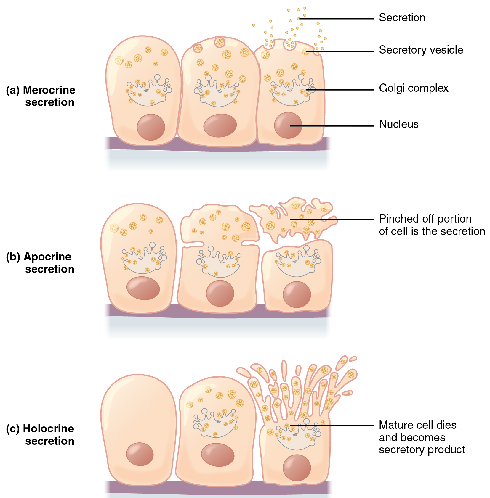 Diagram of secretion types including apocrine, merocrine, and holocrine