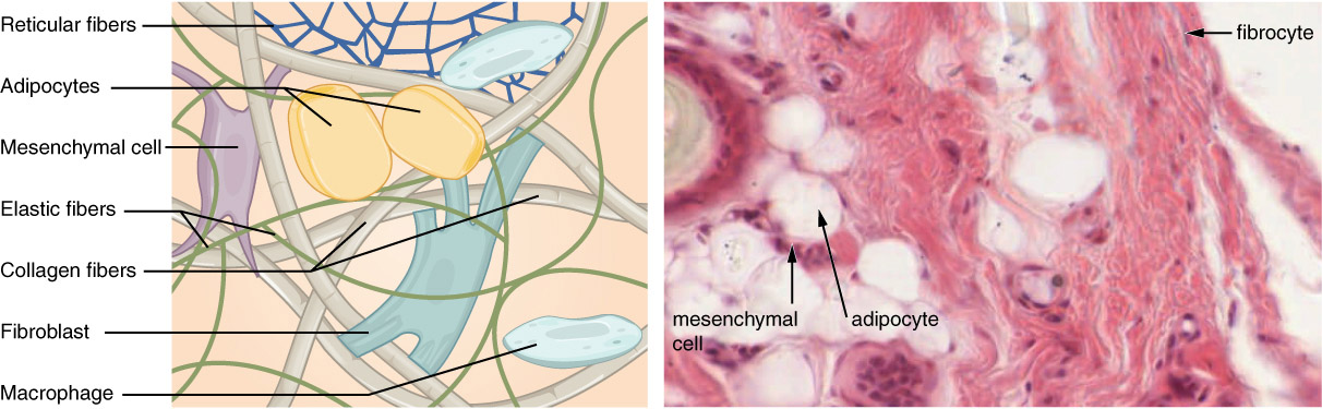Diagram and image of connective tissue with associated structures