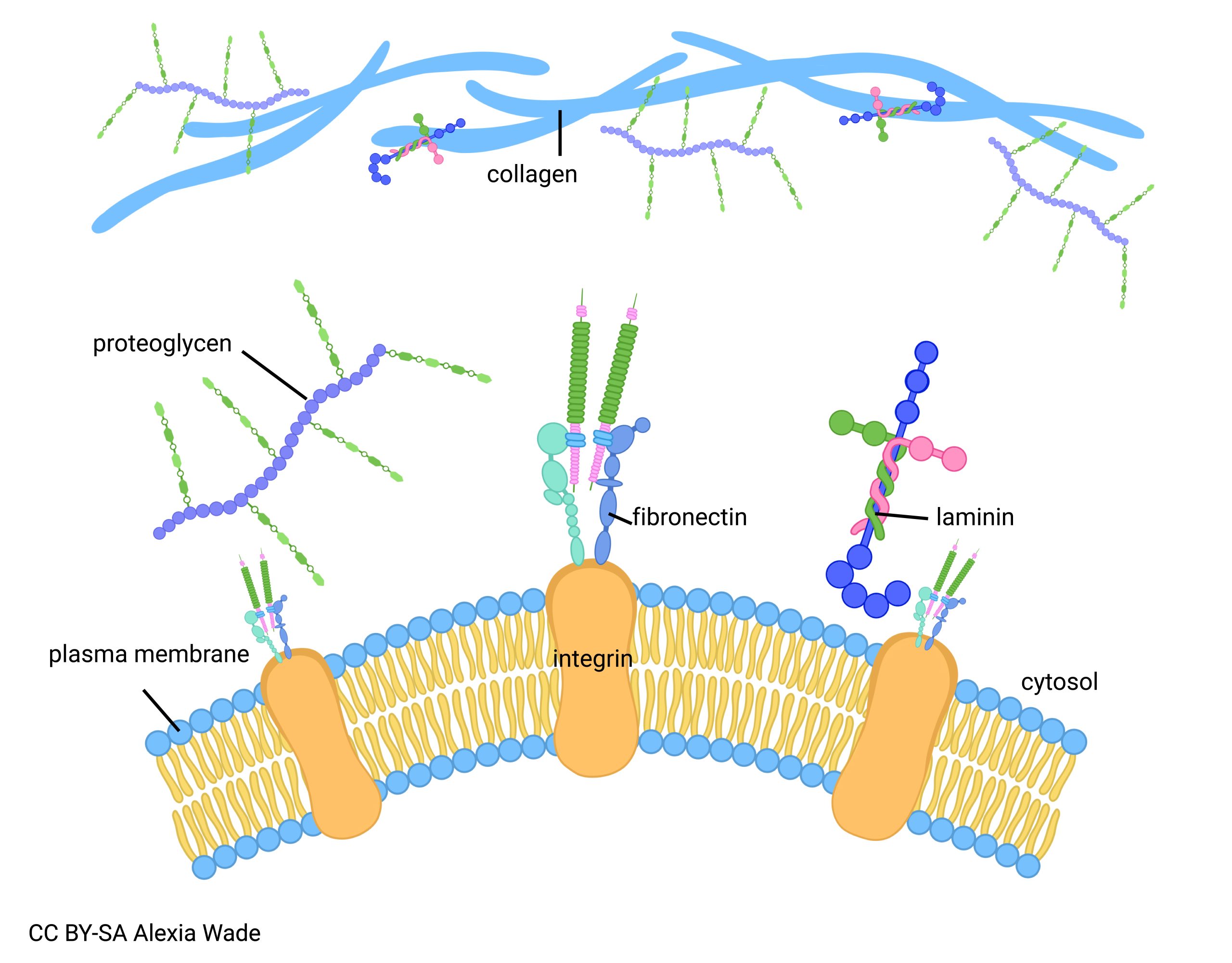 Diagram of ground substance and link proteins such as iintegrin, laminin, and fibronectin